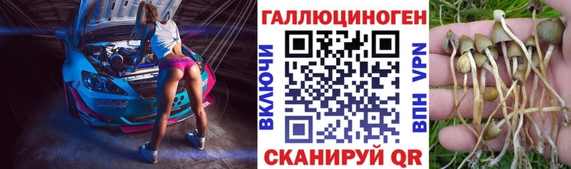 Купить  Михайловск  Псилоцибиновые грибы Cubensis 